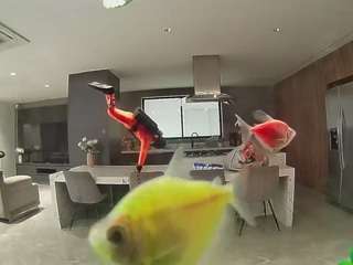 voyeurcam-casa-salsa-fishtank