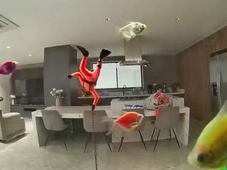 voyeurcam-casa-salsa-fishtank