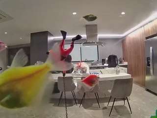 voyeurcam-casa-salsa-fishtank