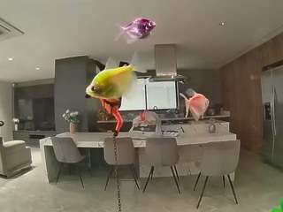 voyeurcam-casa-salsa-fishtank