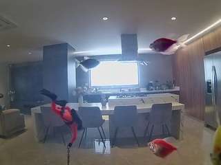 voyeurcam-casa-salsa-fishtank