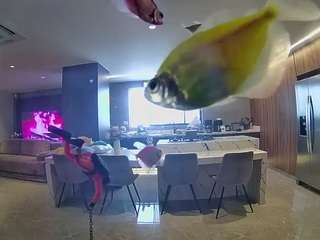 voyeurcam-casa-salsa-fishtank