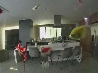 voyeurcam-casa-salsa-fishtank