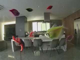 voyeurcam-casa-salsa-fishtank
