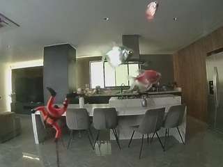 voyeurcam-casa-salsa-fishtank