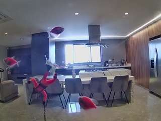 voyeurcam-casa-salsa-fishtank