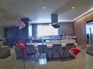 voyeurcam-casa-salsa-fishtank