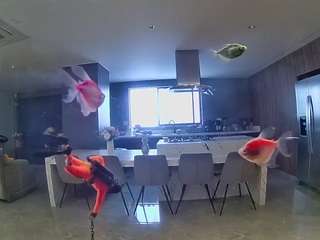 voyeurcam-casa-salsa-fishtank