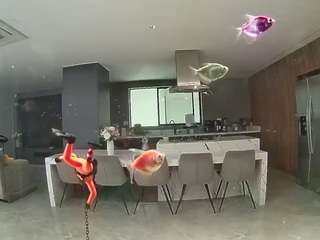 voyeurcam-casa-salsa-fishtank