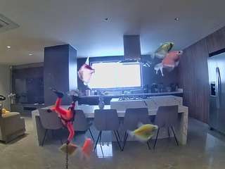voyeurcam-casa-salsa-fishtank