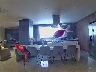voyeurcam-casa-salsa-fishtank