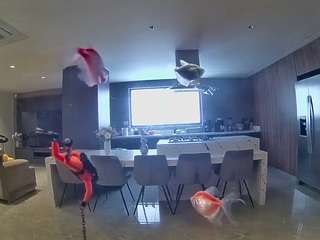 voyeurcam-casa-salsa-fishtank