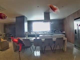 voyeurcam-casa-salsa-fishtank
