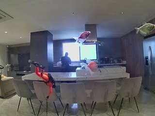 voyeurcam-casa-salsa-fishtank