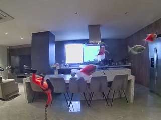 voyeurcam-casa-salsa-fishtank