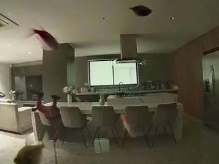 voyeurcam-casa-salsa-fishtank