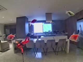 voyeurcam-casa-salsa-fishtank