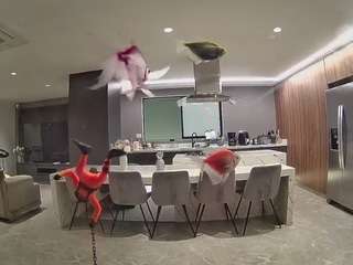 voyeurcam-casa-salsa-fishtank