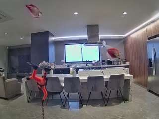 voyeurcam-casa-salsa-fishtank