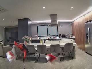 voyeurcam casa salsa fishtank