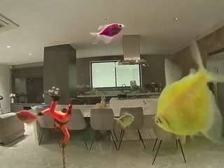 voyeurcam-casa-salsa-fishtank