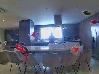 voyeurcam-casa-salsa-fishtank