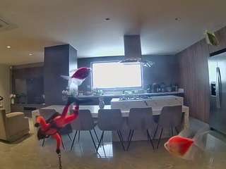 voyeurcam-casa-salsa-fishtank
