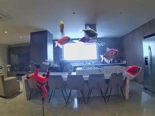 voyeurcam-casa-salsa-fishtank