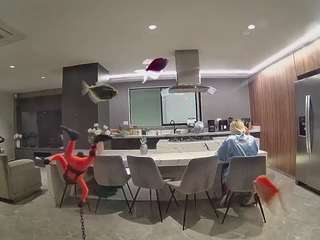 voyeurcam-casa-salsa-fishtank