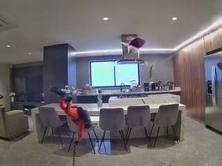 voyeurcam-casa-salsa-fishtank