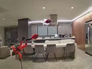 voyeurcam-casa-salsa-fishtank