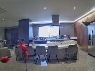 voyeurcam-casa-salsa-fishtank