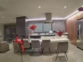 voyeurcam-casa-salsa-fishtank