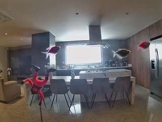 voyeurcam-casa-salsa-fishtank
