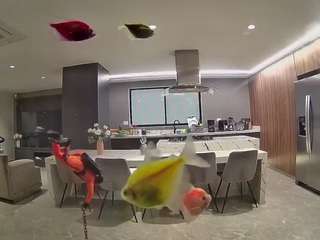 voyeurcam-casa-salsa-fishtank
