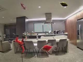 voyeurcam-casa-salsa-fishtank