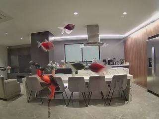 voyeurcam-casa-salsa-fishtank