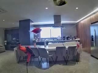 voyeurcam-casa-salsa-fishtank