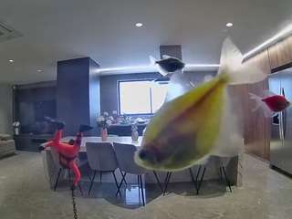 voyeurcam-casa-salsa-fishtank