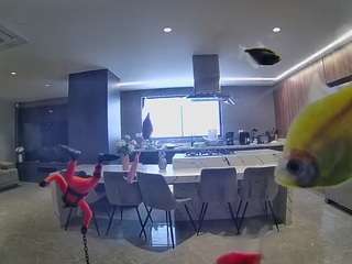 voyeurcam-casa-salsa-fishtank