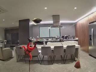 voyeurcam-casa-salsa-fishtank
