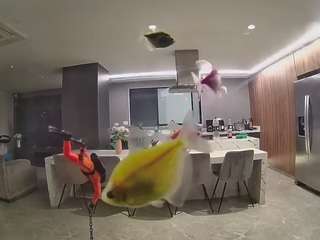 voyeurcam-casa-salsa-fishtank