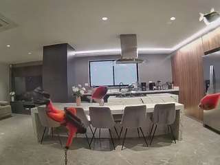 voyeurcam-casa-salsa-fishtank