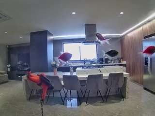 voyeurcam-casa-salsa-fishtank