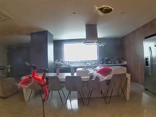 voyeurcam-casa-salsa-fishtank