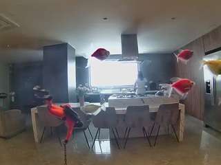 voyeurcam-casa-salsa-fishtank