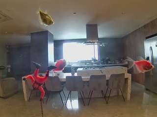 voyeurcam-casa-salsa-fishtank
