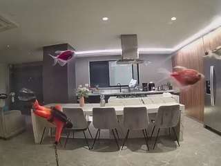 voyeurcam-casa-salsa-fishtank