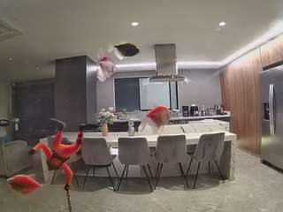 voyeurcam-casa-salsa-fishtank