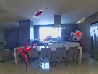 voyeurcam-casa-salsa-fishtank